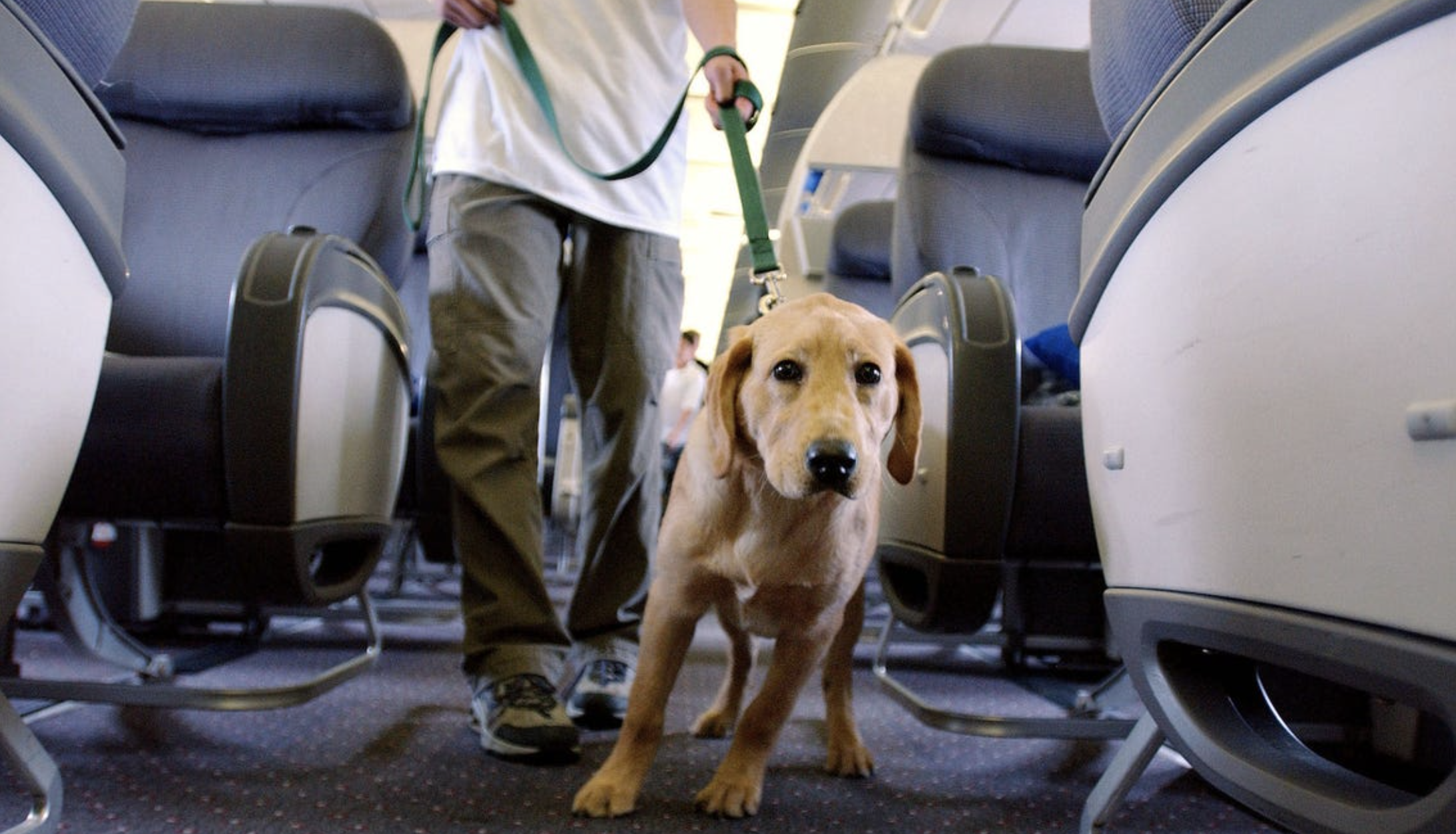 South African Airways Pet Policy