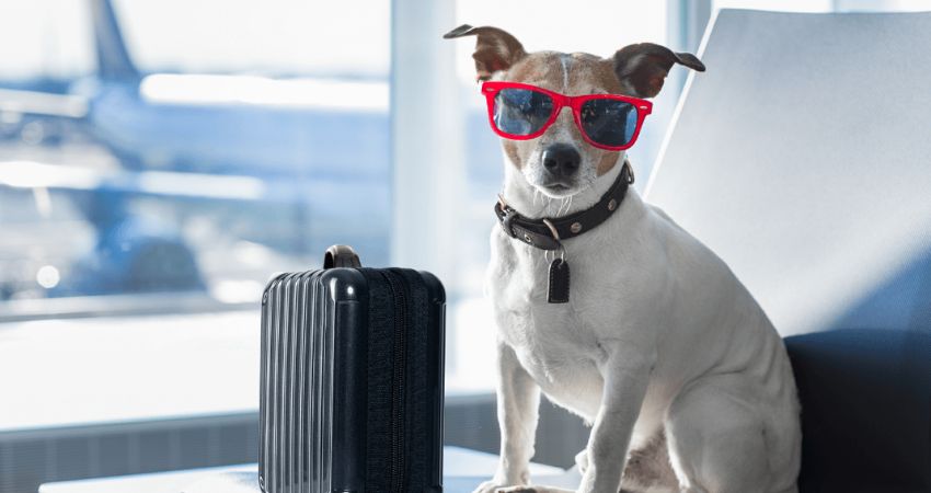 TUI Pet Travel Policy